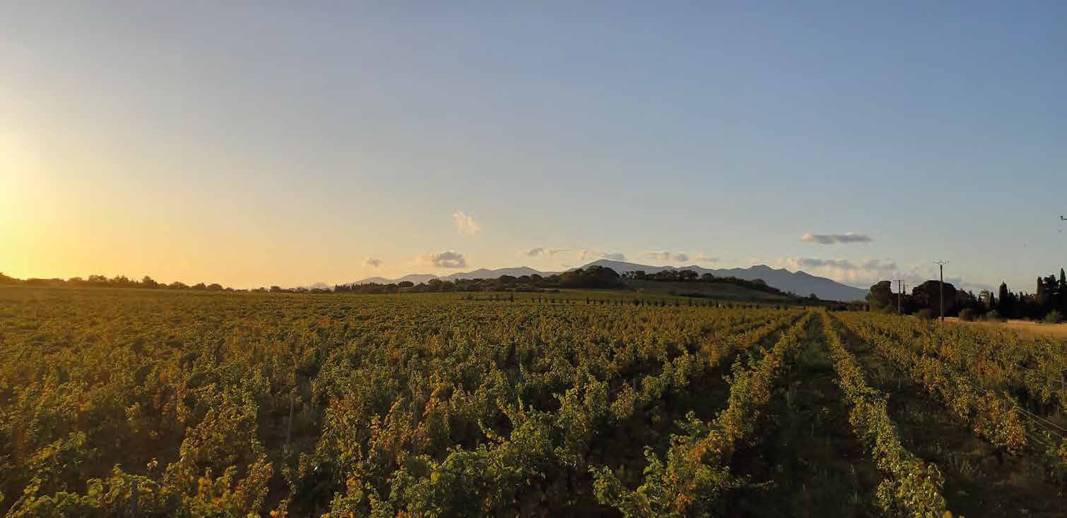 Le vignoble au crépuscule, face au Canigou