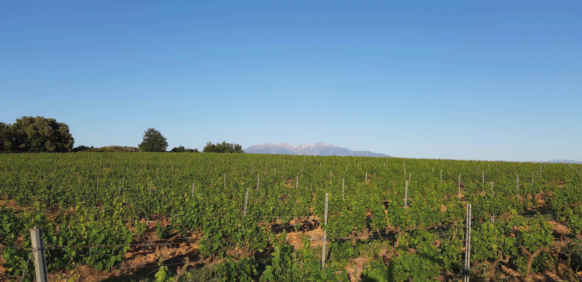 Le vignoble du Domaine sous le soleil des Aspres, le Canigou en fond