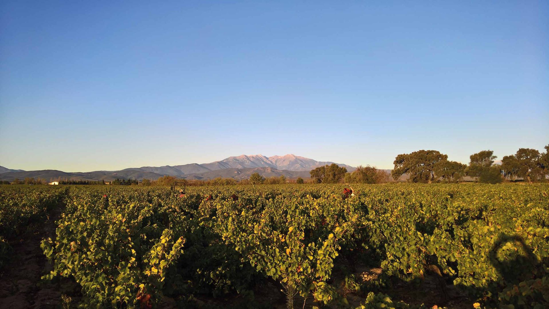Le vignoble du Domaine F. Jaubert à l’heure dorée, face au Canigou
